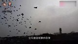 男子正训练鸽子，突然飞来一只猛禽，速度快到鸽子根本来不及闪躲