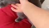猫：大热天的，碰我干啥呢！