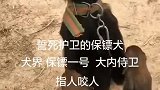 喜欢保镖犬的给个爱心