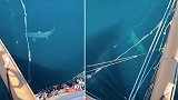 游客在游轮上看到长十几米的巨大鲨鱼，超近距离令人焦虑