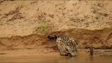 猫吃鱼，难道没错吗