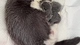 生了六个小宝宝的蓝白猫咪