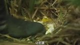 万物皆有灵：小伙不听劝把蛇蛋踩碎，竟招来蛇王的报复