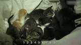 捉喵记：姐妹二人共同抚养10只小奶猫，太温馨了！