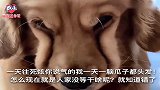 金毛在外面被泰迪欺负，回家还拆家！脸拉拉的跟金毛大欢有一拼！