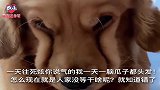 金毛在外面被泰迪欺负，回家还拆家！脸拉拉的跟金毛大欢有一拼！