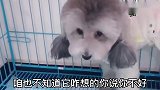 妲己猪生病了乱尿，孙胖妞赶紧让主人给她打针吃药治好她，逗
