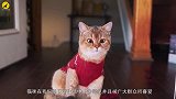 沙漠杀手沙丘猫：几个月不用喝水把毒蛇当辣条，可凭颜值偏靠实力