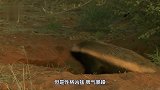 猫鼬“套路”大鸟，躺在地上装死，下一秒画风突变！