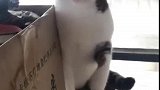 猫：别惹我，我是很凶的！