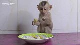 野生动物：孤儿猴大餐吃得津津有味