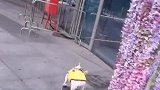 法斗犬：我玩滑板不输专业选手，街上最靓的崽！