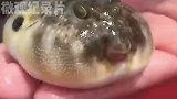 河豚一生只能鼓七次，这是怎么回事？