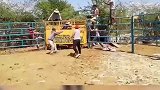 小牛冲向铁栏杆，牛仔控制不住迎面撞击