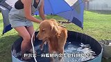金毛也知道臭美！你见过金毛照镜子吗？看完我忍不住地笑了