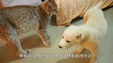 “大猫”和主人玩互顶头游戏，玩不过生气了，直接不搭理主人