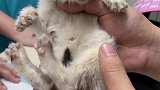 小流浪猫干饭也太厉害了！持续寻找领养人～流浪猫 捡猫 领养