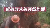 国外伐木工锯树时大树突然炸裂，吓得他连滚带爬逃离了现场！