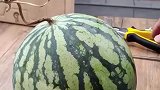 男子用专用工具开西瓜，网友见状傻眼了