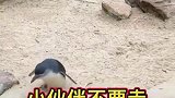 夏天的企鹅就是一群逗比，眼前这一幕，好想送它们一大块冰