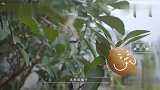 千玺画风突变和娜姐偷吃观赏橘 何老师超宠溺：我给你买
