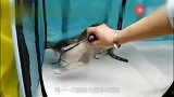 价值60万的猫咪,看看不说话