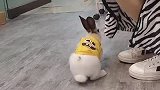 这也太可爱了吧，训成小狗了