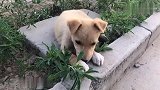 小奶狗吃饭暴风吸入，博美犬闻到薄荷直接晕倒