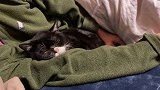 收养的流浪猫，整天就知道睡觉