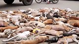 男子翻越围栏，明目张胆将狗拖走，这是意欲何为？