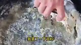 吃遍自然界的东南亚人，是怎么把小鳄鱼做美食吃的
