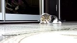 这个小猫咪真小，还没有大猫咪的腿长，这是在看什么呢