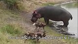 饥饿的鬣狗单挑河马，河马一动不动，这是什么原因？