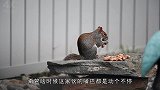 小伙家里养了一只松鼠，每次吃坚果都是这场面，笑到停不下来