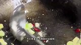 豫菜经典老式烧腐竹，还是经典中的老味道，做法简单味道真的绝了