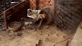 狗子：在我的地盘你还想欺负我！
