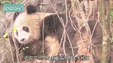 熊猫：你不知道的大熊猫故事之熊猫北川！