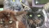 俄罗斯猫科专家培育出一窝“人脸猫”  眼神凌厉神似人类
