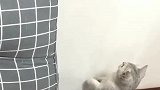 猫：我可啥都没干，我在这儿看墙呢！