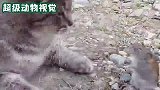 一只猫被老鼠追着跑，现在的猫都怕老鼠了吗？场面太搞笑