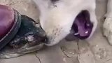 还不帮狗狗弄一下了，痛得要命