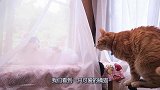 小橘猫坐在蚊帐面前，痴迷的看着里面的猫咪，真是没谁了