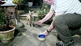 狐狸组队敲窗户要食物，给完食物却赖着不走，下一秒憋住别笑！