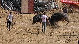 贵州斗牛大赛 没有那个实力上场了也没用