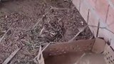 不止会游泳，还会攀爬