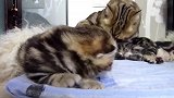 猫妈妈旁边的小奶猫们，这姿势，忍不住笑了出声！