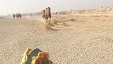 我可没什么坏心思，骆驼吃仙人掌这很正常，不会扎到它的嘴巴滴！