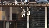 猫：兄弟救我呀，我抓不住了！