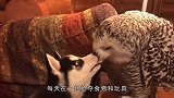 男子捡到一条“流浪狗”，每天与哈士奇养在一起，狼：我被带二了