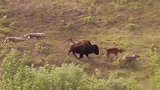 狼群攻击小牛，母牛拼命护犊子，伟大的母爱